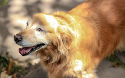 Keep Your Senior Pet Healthy & Happy During This Winter Season