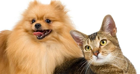 Is Your Cat & Dog Gaining Weight – The Common Causes Behind It