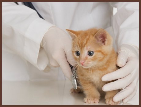 Westheights Veterinary Hospital Westheights Veterinary Hospital