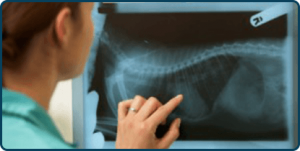 Digital Pet X-Rays Digital Pet X-Rays