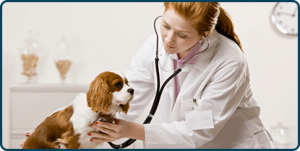 veterinary-treatments