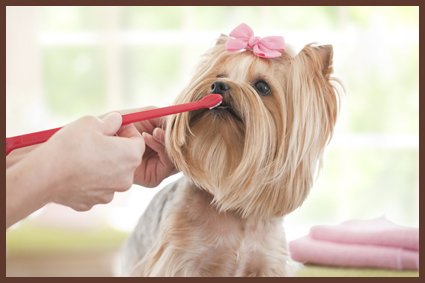 Pet-Dentistry