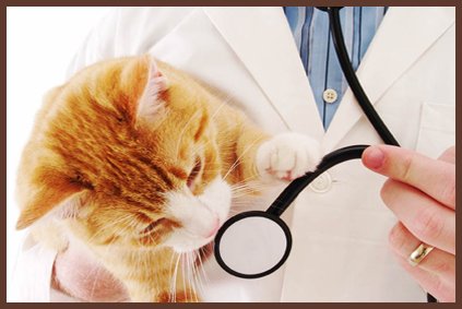 Pet-Wellness-Examination