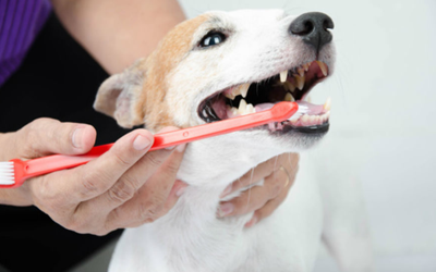 5 Easy Ways To Clean Your Dog’s Teeth