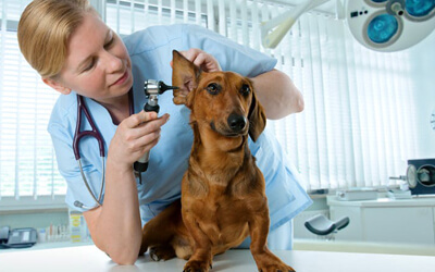 How A Regular Vet Visit Improves Your Pet’s Health?